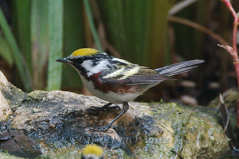 Chestnut-sided Warbler 2012-05-05_6.jpg